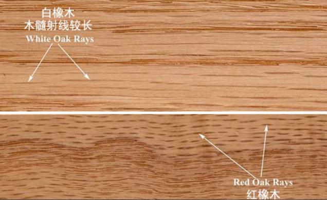 红白橡木皮木射线区分