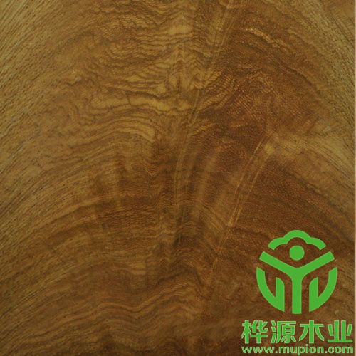 金杈木皮AAA级0.5mm，高档树杈木皮价格优惠